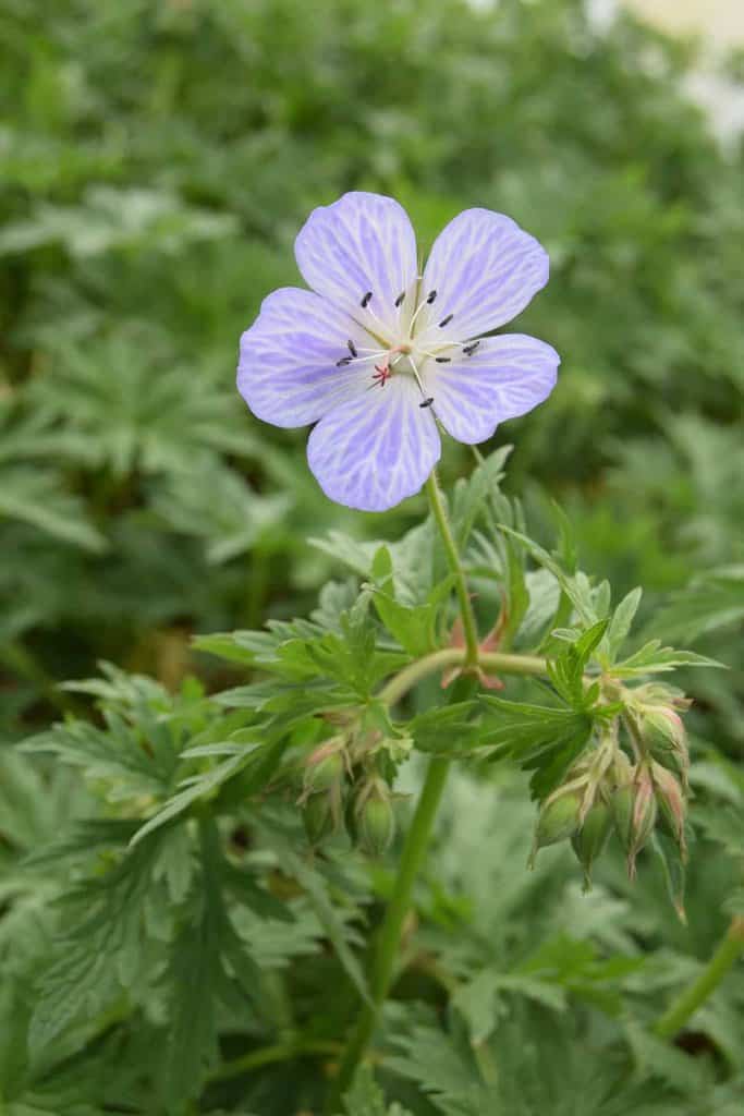 Geranium pratense 'Mrs Kendall Clark' ---